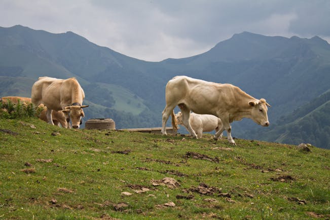 Txogitxu: Delikatessfleisch von Grandma Kuh
