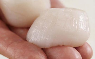 Selecting Scallops